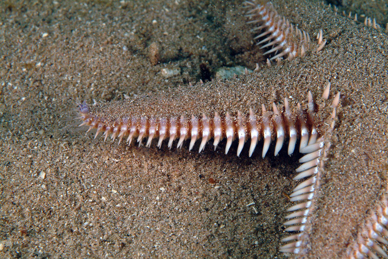 Astropecten platyacanthus (Philippi, 1837)